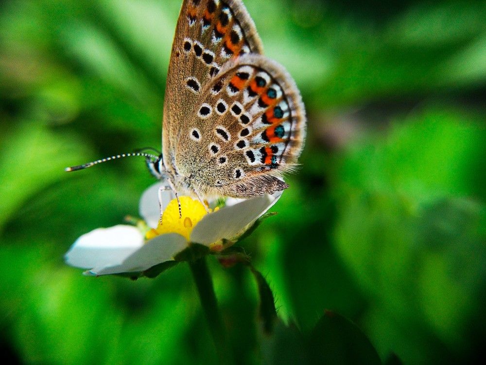 В цветущих садах