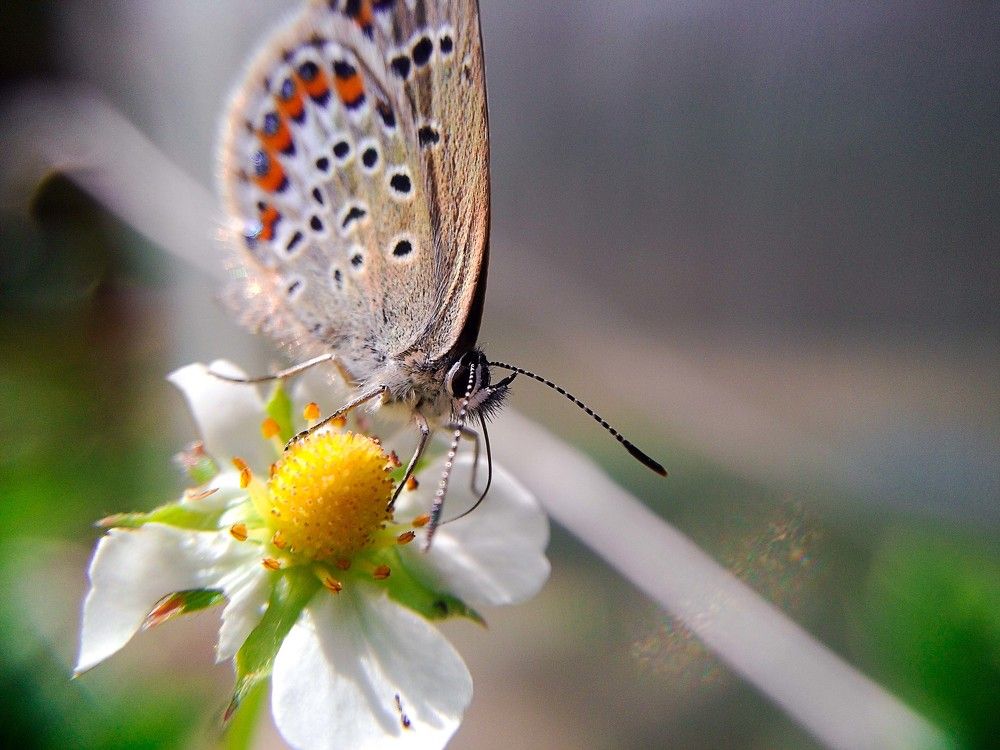 Голубя́нка аргус