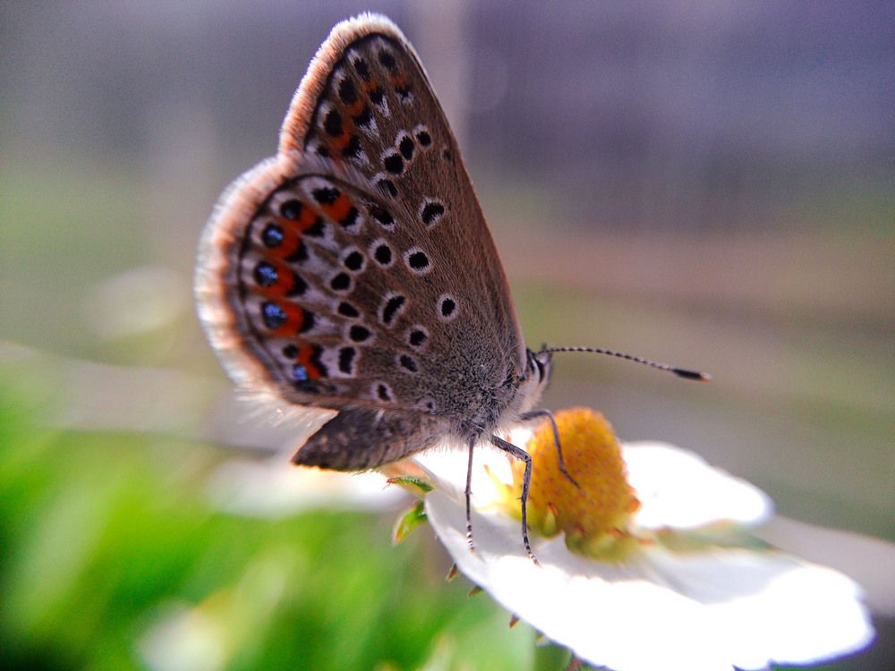 Голубя́нка аргус