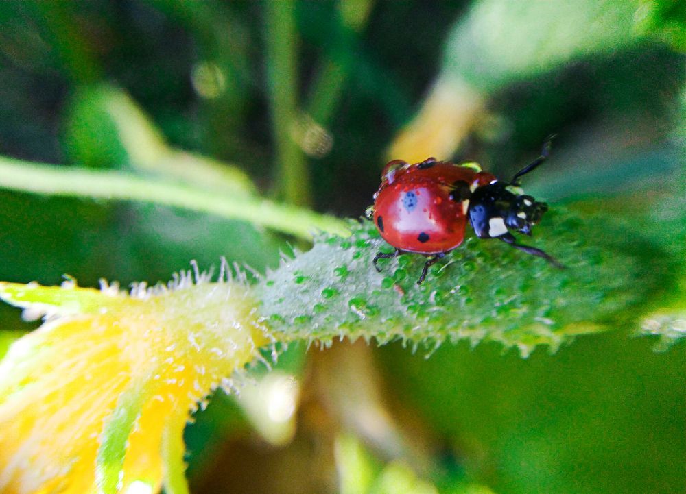 Утренняя прогулка