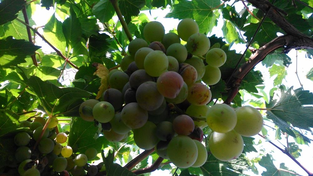 Виноград