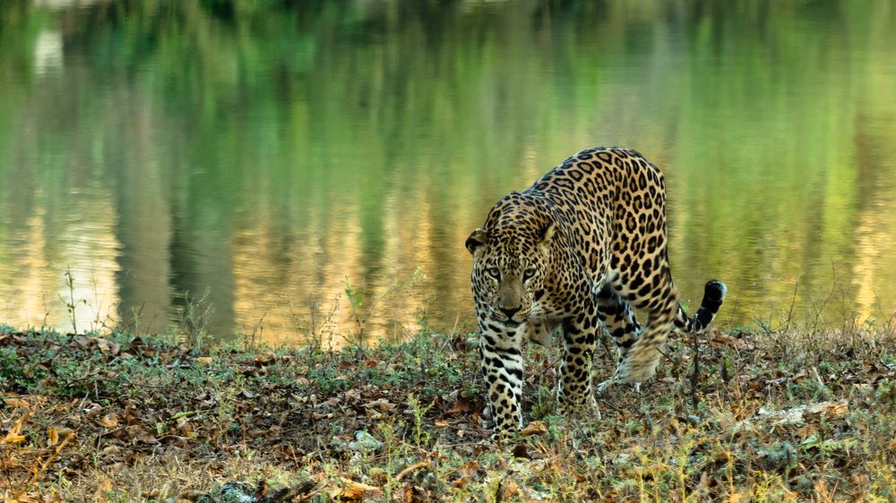 Leopard crossing