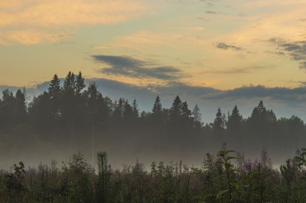 Туман после дождя