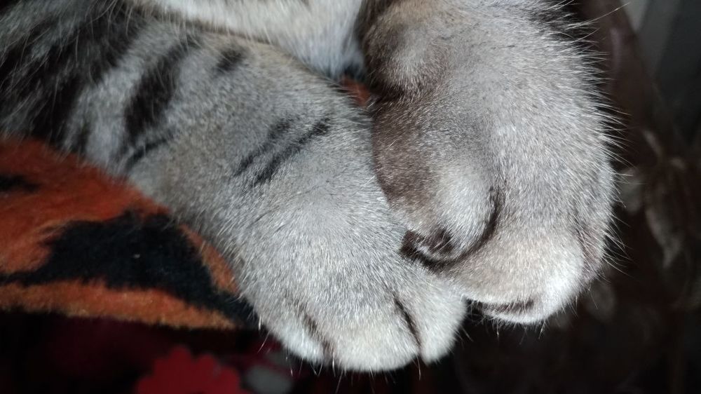 Кот-отличник сложил лапки