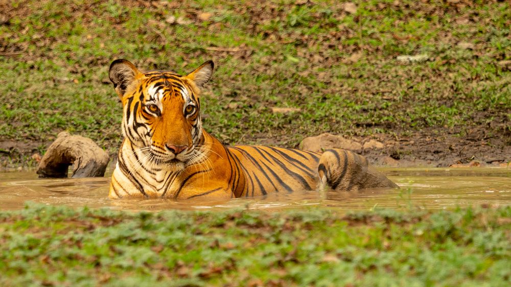 Tigress in pond