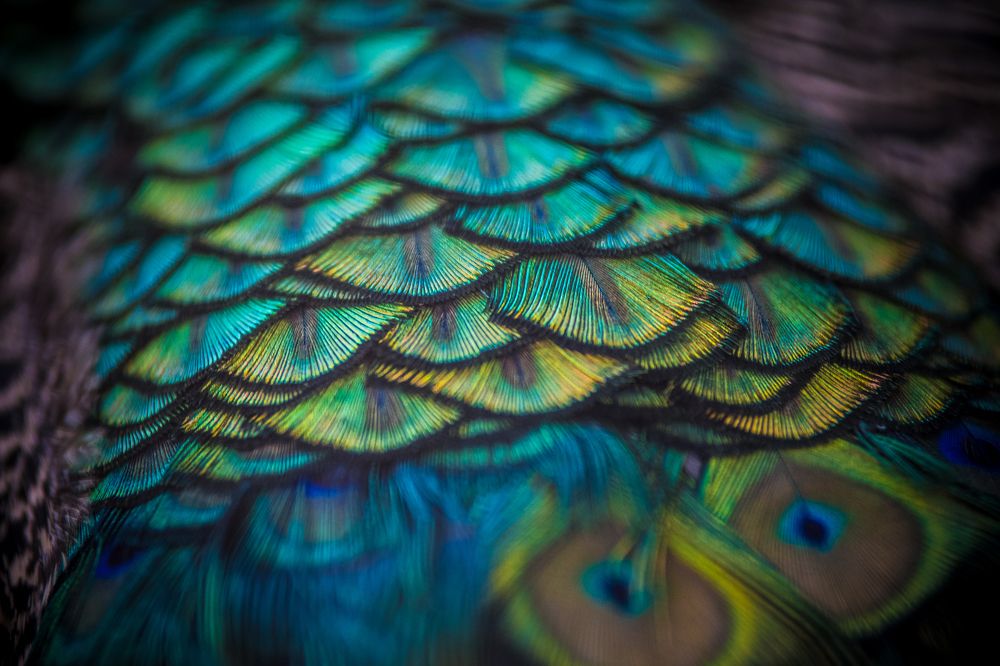Colourful Feather Of Peacock