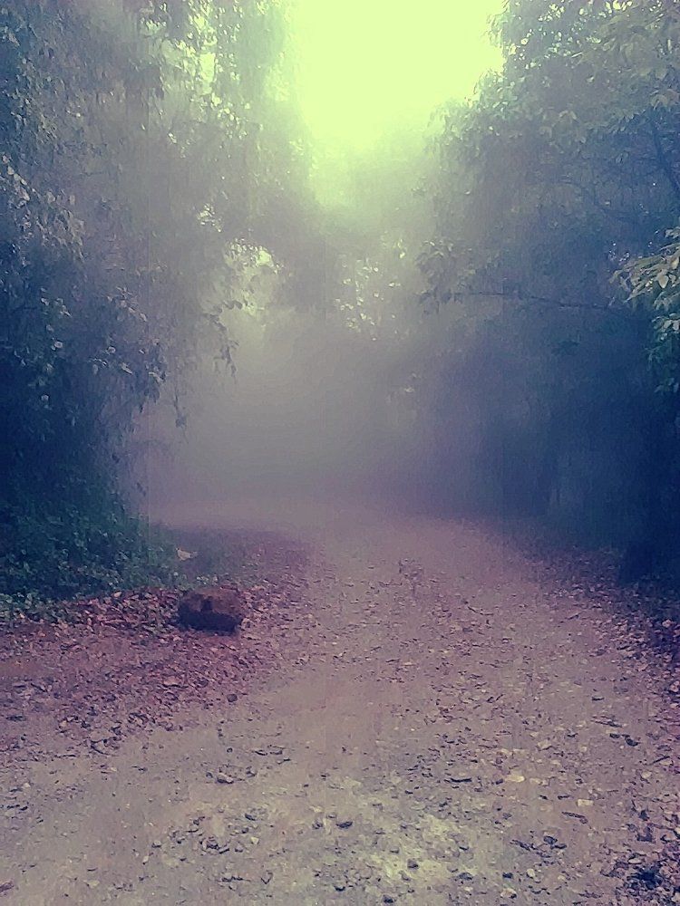 Fog in the woods