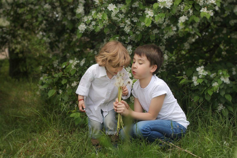 Одуванчики