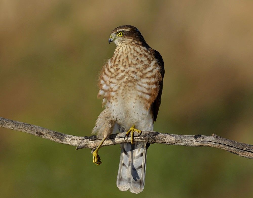 Разминка перед охотой