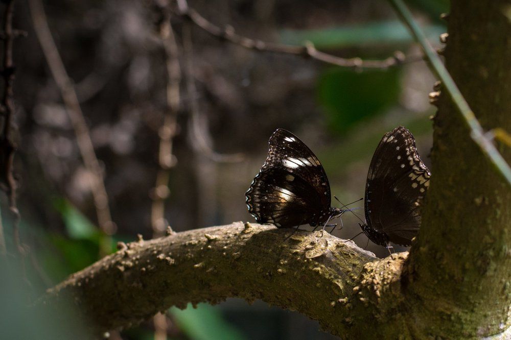 Making love of butterfly