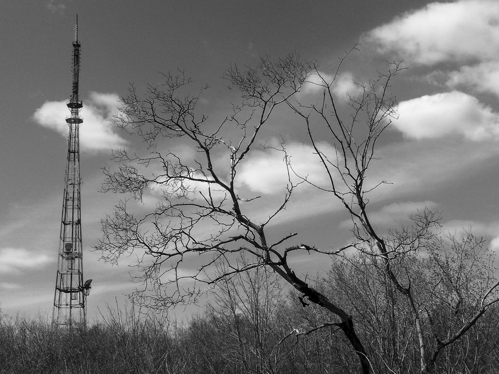 Дикий город