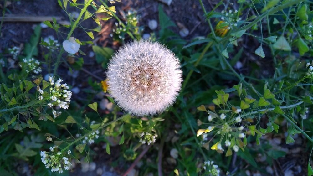 Пушистый одуванчик