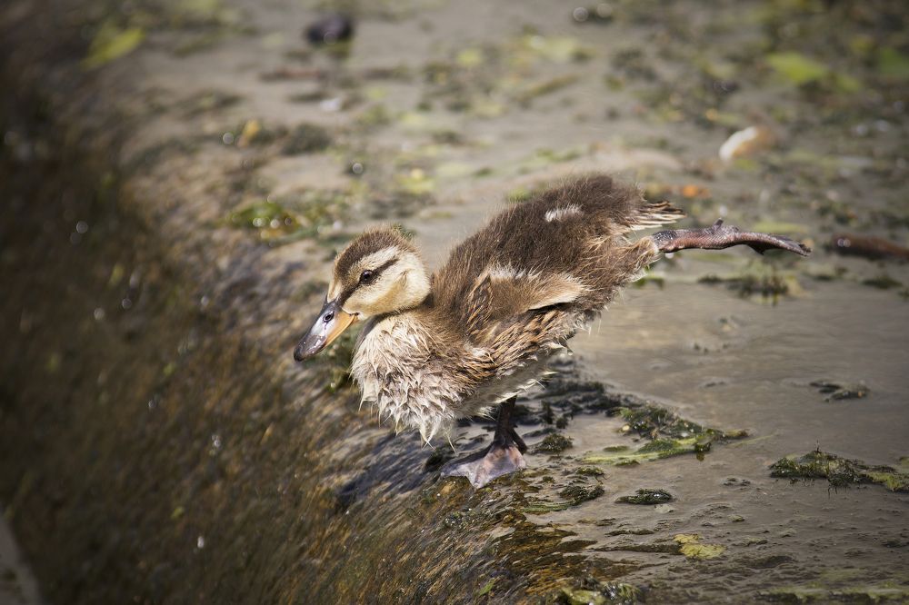 Утиные истории
