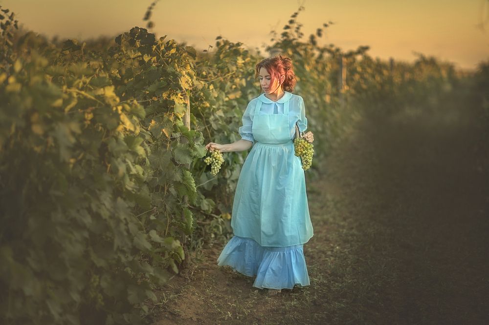 Сбор винограда