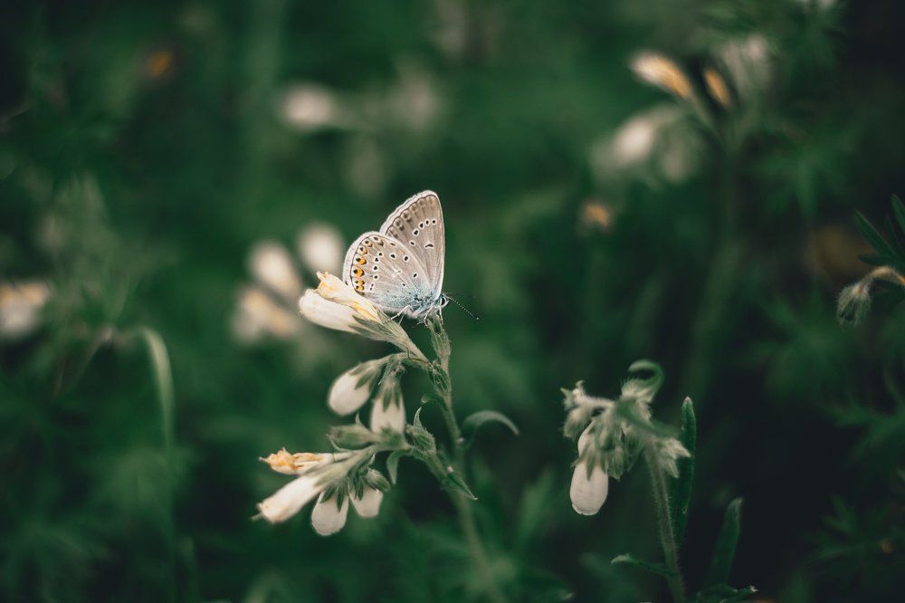 Бабочка на цветках