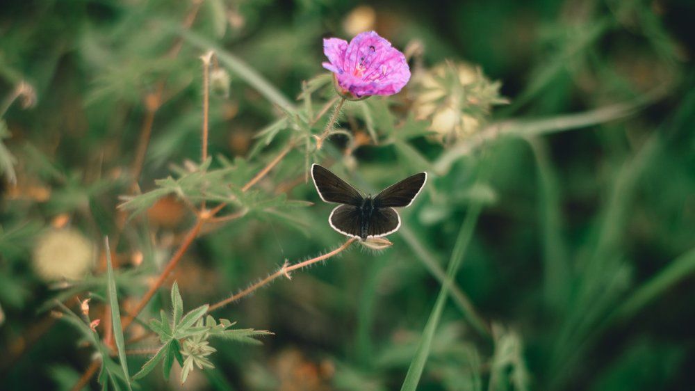 Ничего лишнего