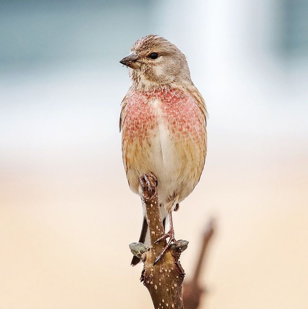 Carduelis cannabina
