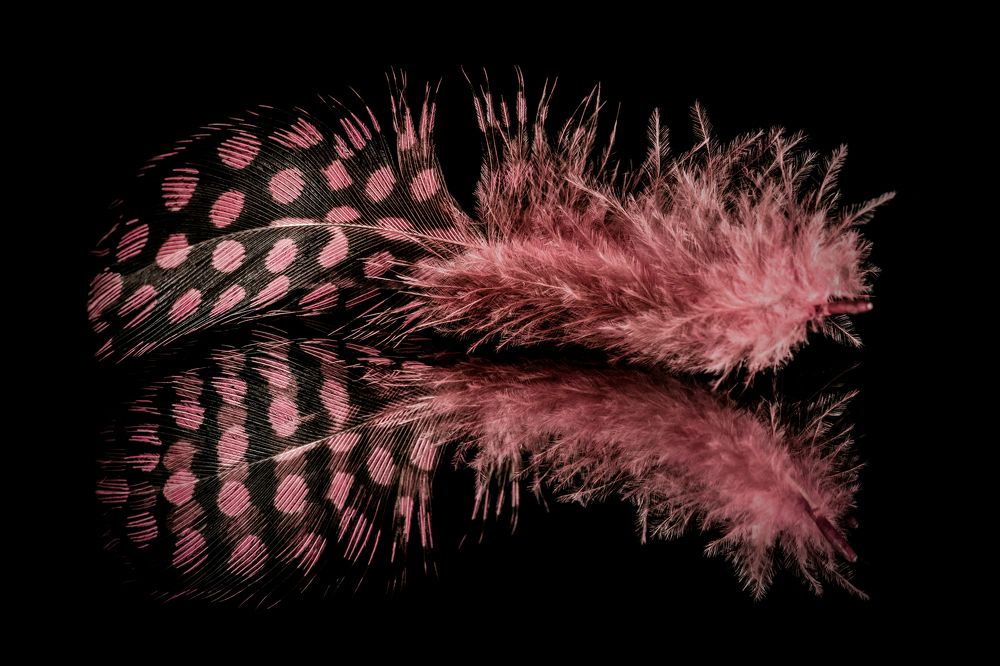 Feather in the mirror