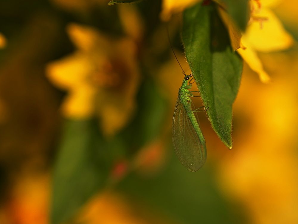 Златоглазка