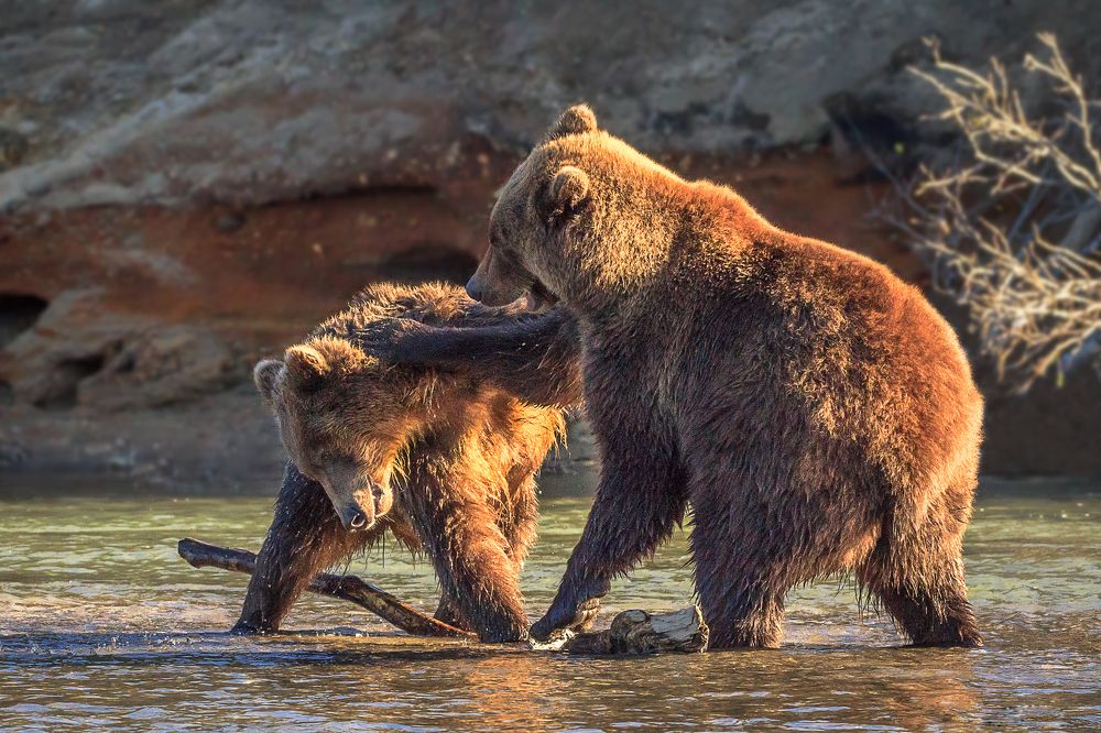 Медвежьи игры.