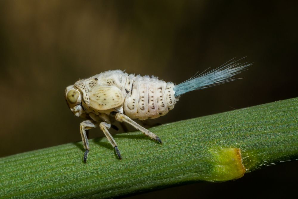 Павлин в мире насекомых
