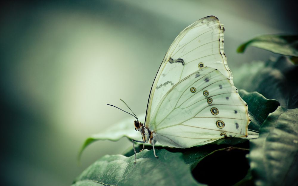 Beautiful white butterfly