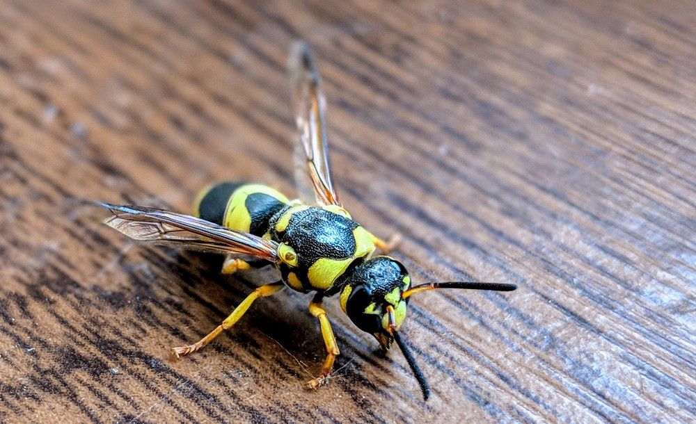 Wasp