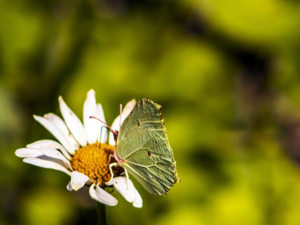 Бабочка "Капустница"