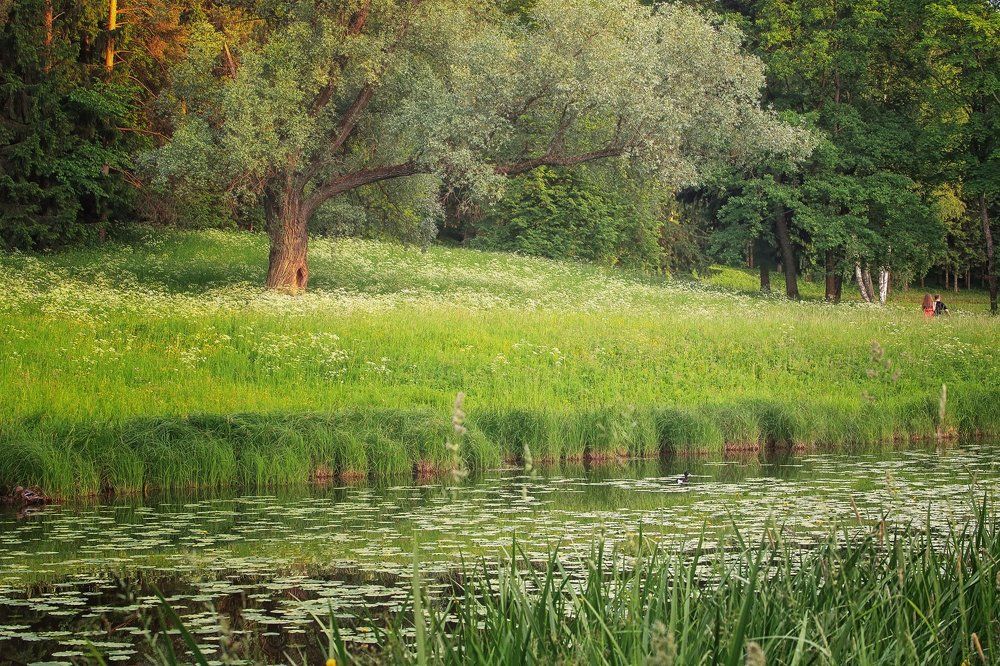 Летний вечер в парке