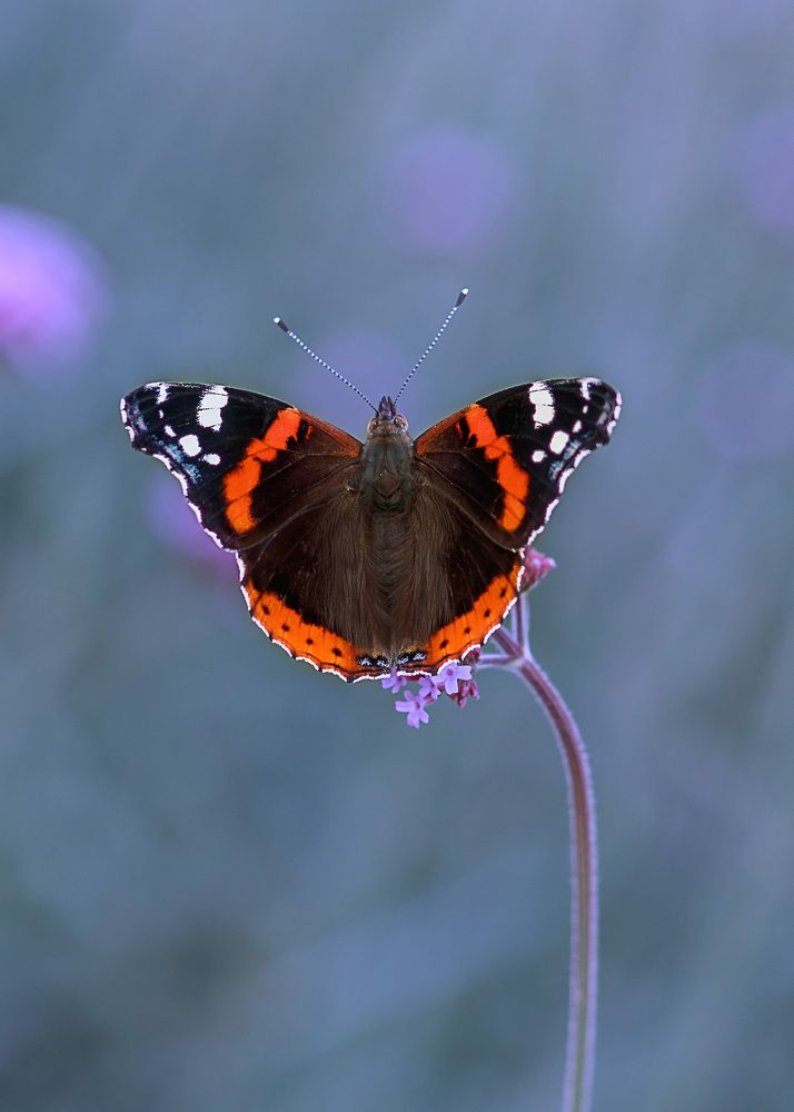 Яркое на голубом