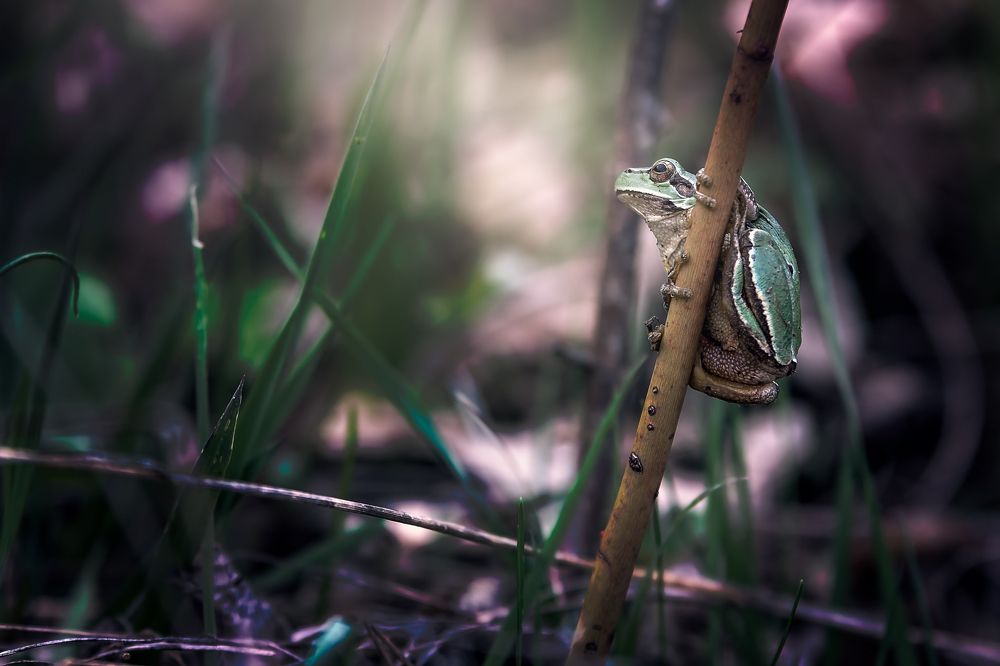 Hyla orientalis