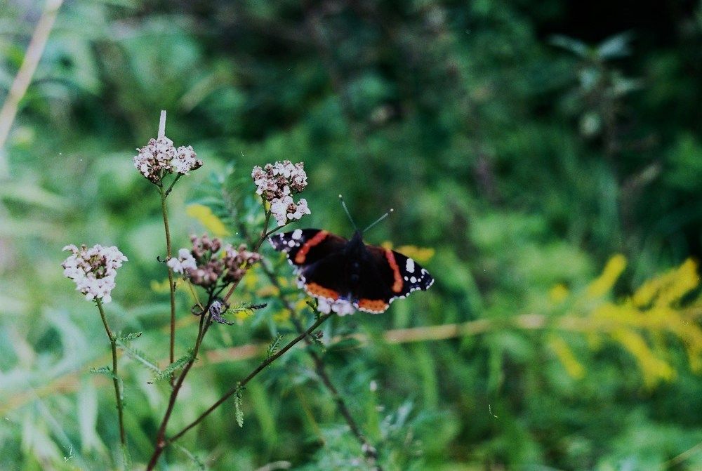 Бабочка Адмирал.