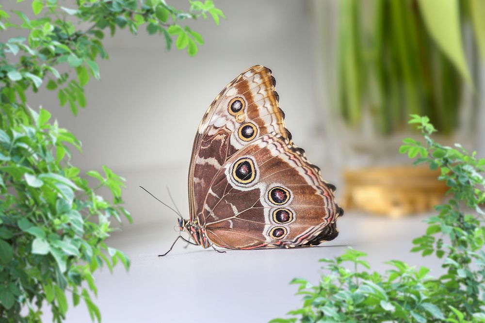 Бабочка Синяя Морфо