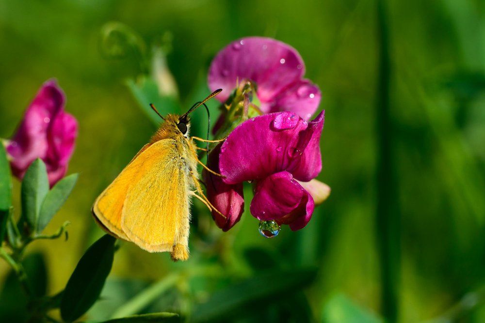 С цветочка на цветок порхаю весь денек