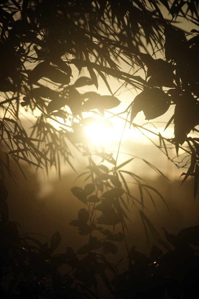 fog and sun