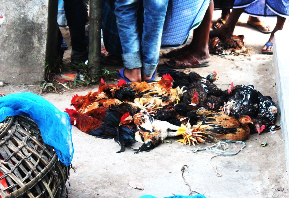 Chicken market