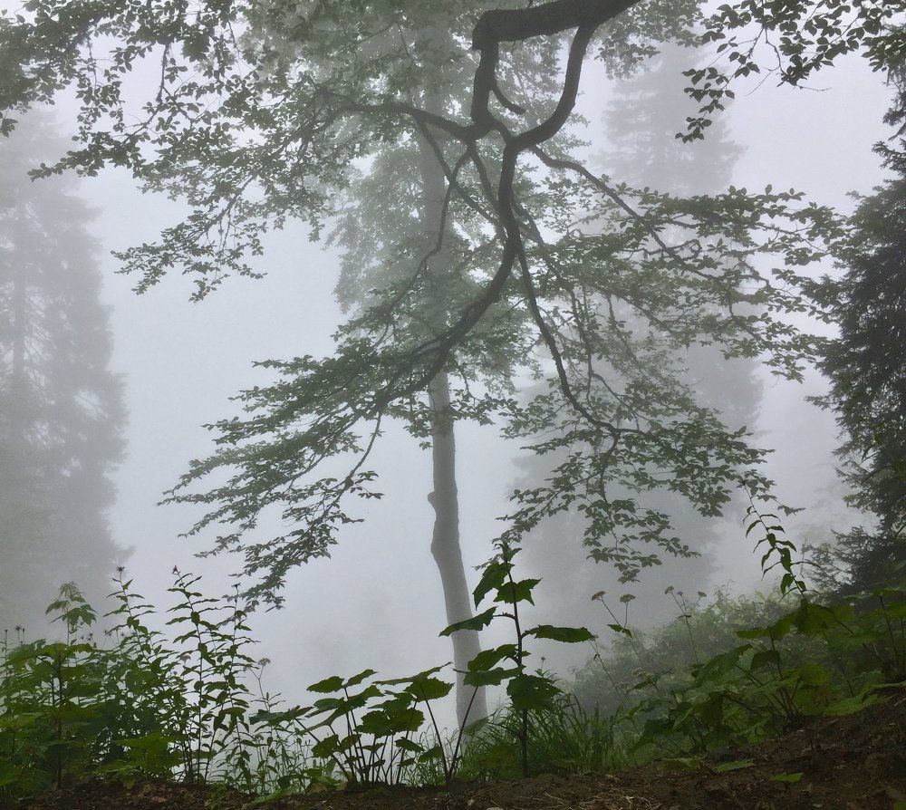 Fog in a forest
