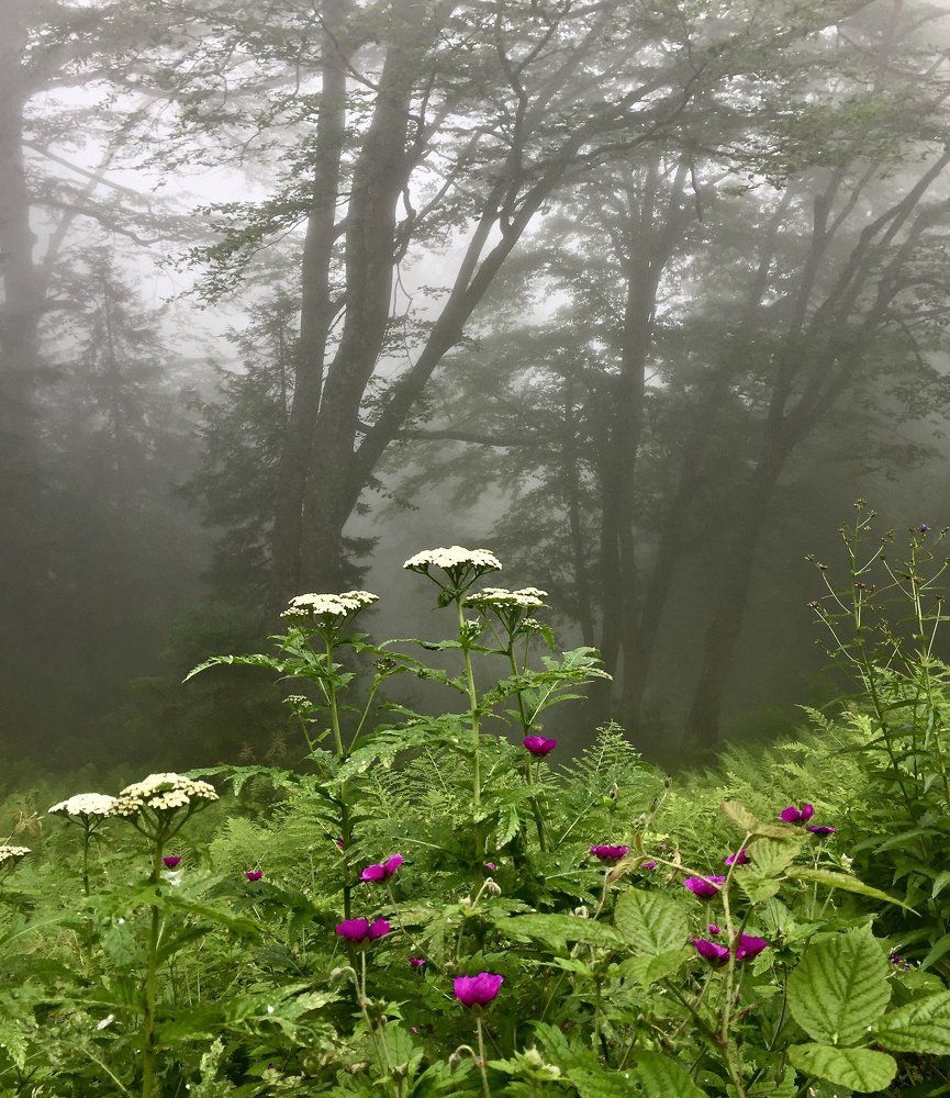 nature in fog