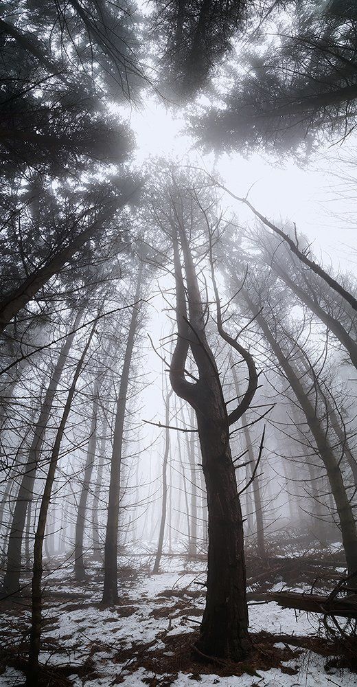 Big trees in the fog