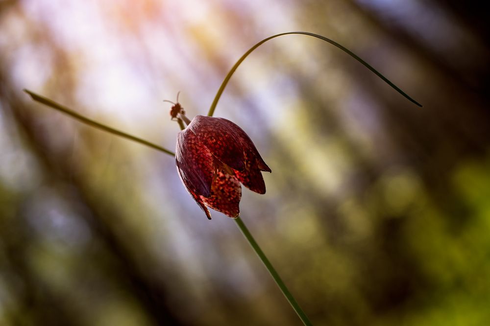 Fritillaria meleagris / Snake`s head