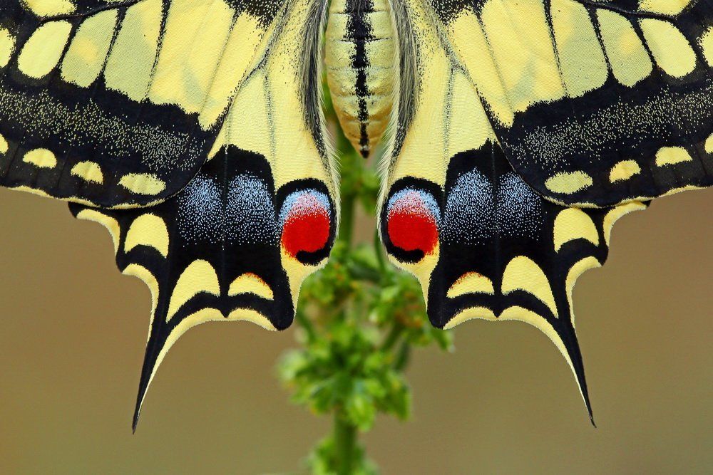 Swallowtail