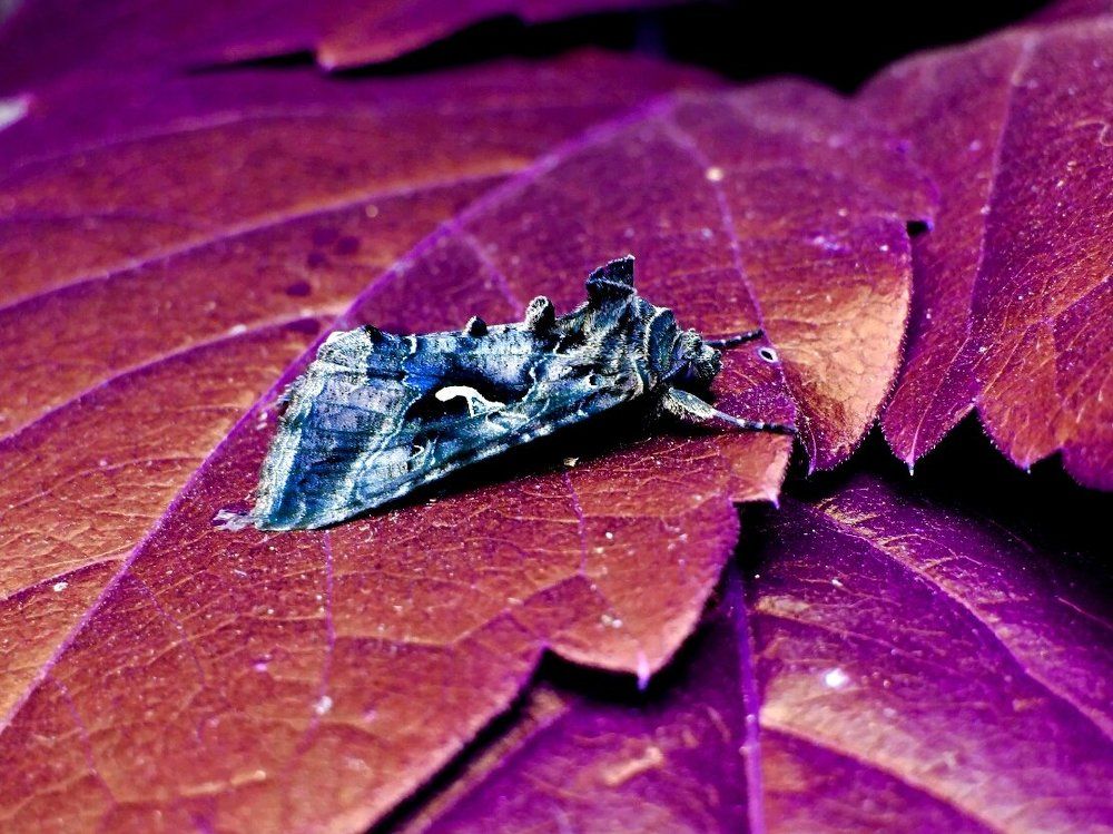 Photograph by Стефанова Татьяна