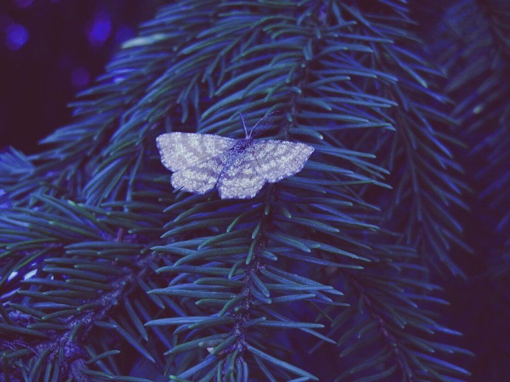 Photograph by Стефанова Татьяна