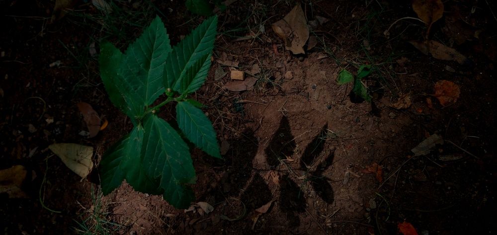 Shadow of the nature