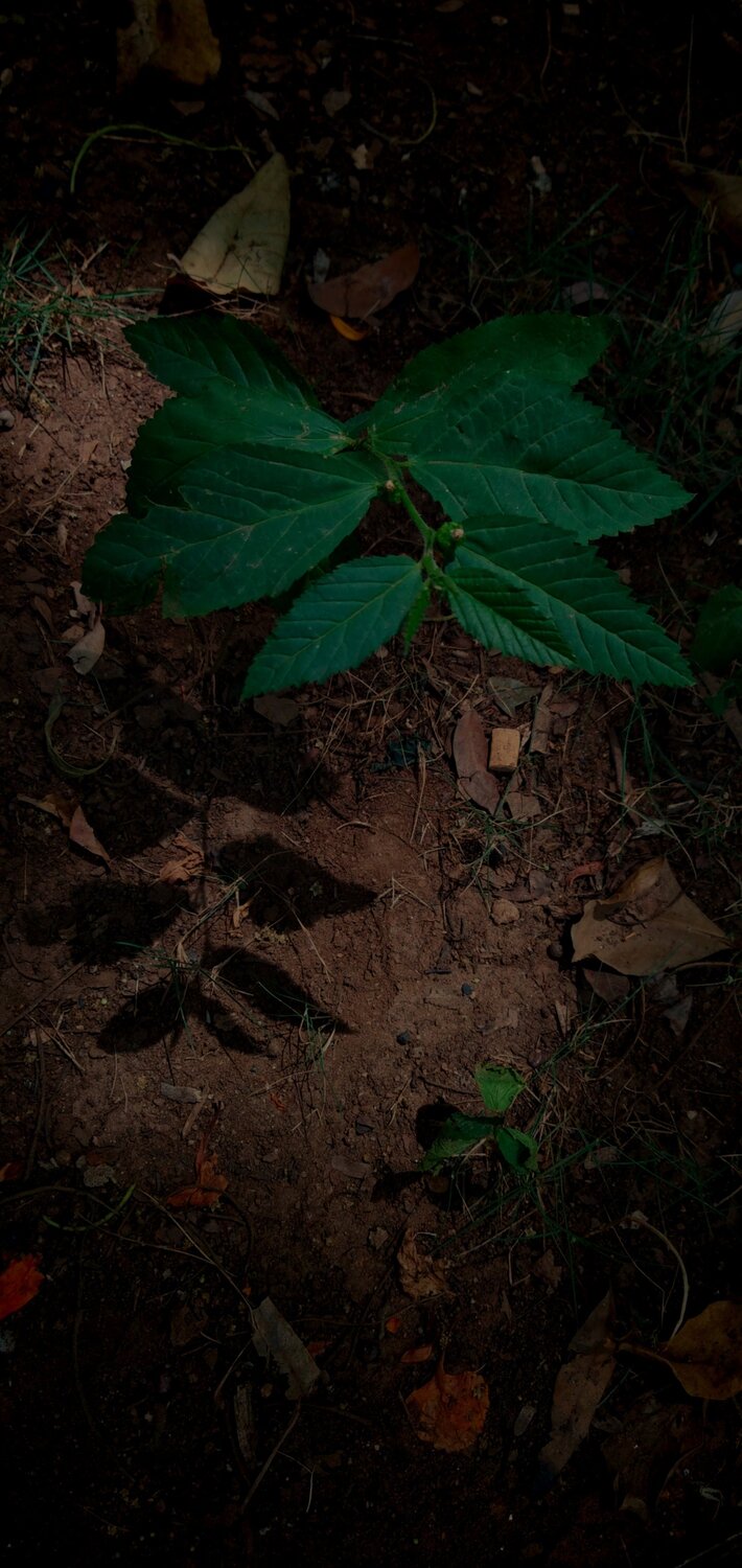 Shadow of the nature