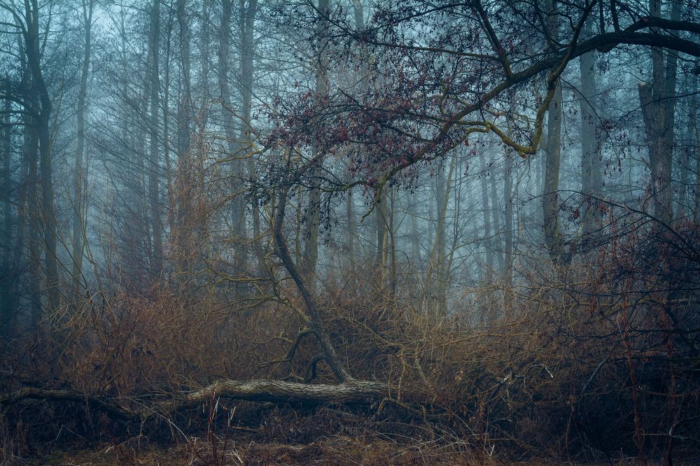 Foggy_morning_in_forest