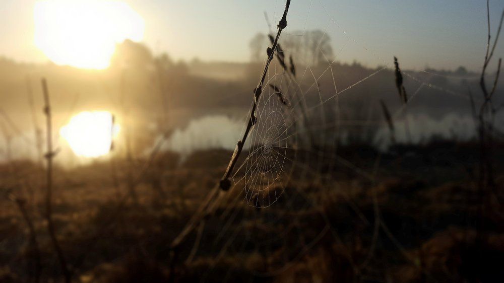 Туман. Утро.