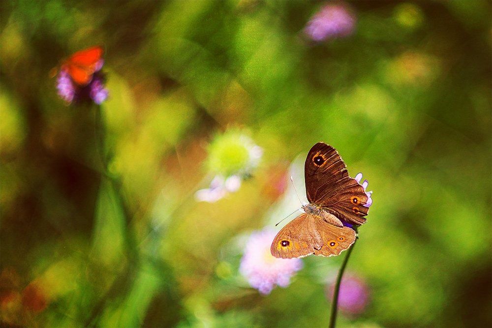 Летние краски