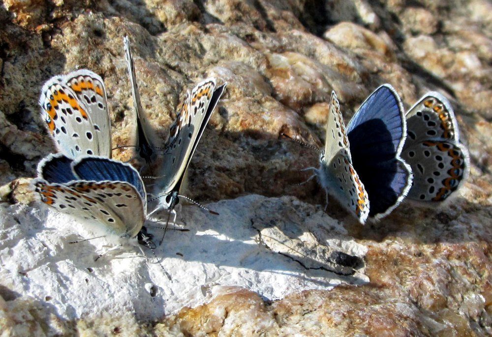 Бабочки- голубянки