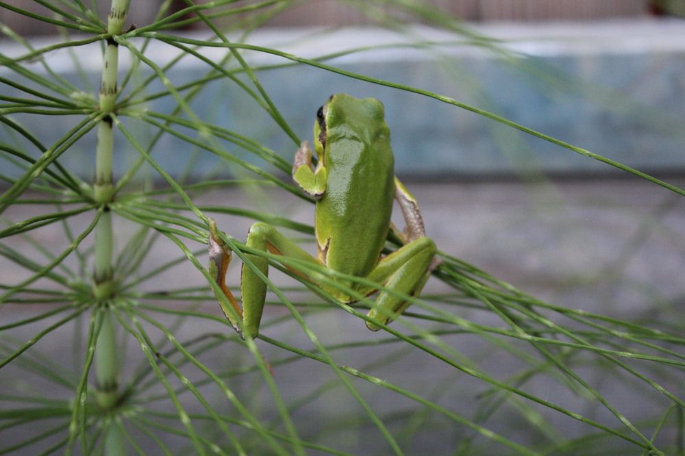 древесная лягушка